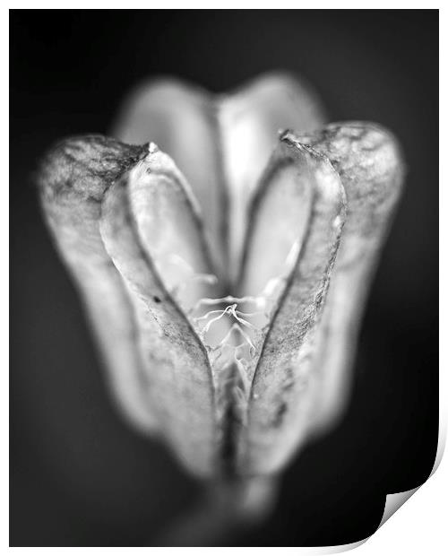 Snake's Head Fritillary - Seed Pod Print by Mike Evans