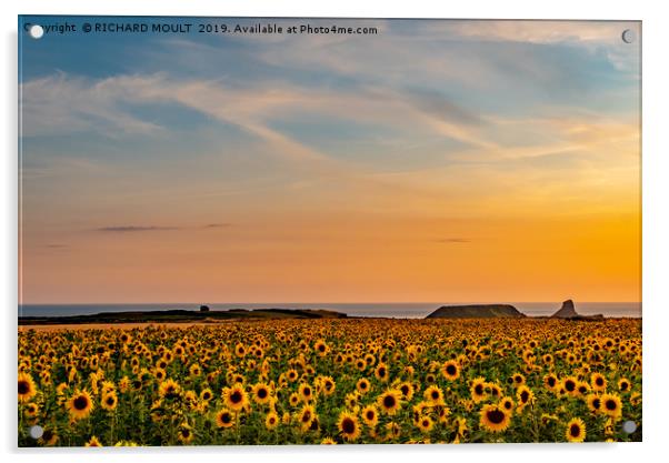 Rhosilli Sunfowers Acrylic by RICHARD MOULT