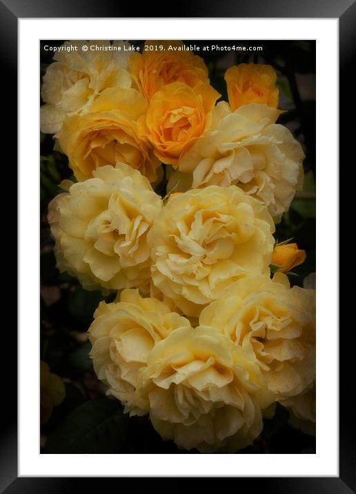 Sunshine With Roses Framed Mounted Print by Christine Lake