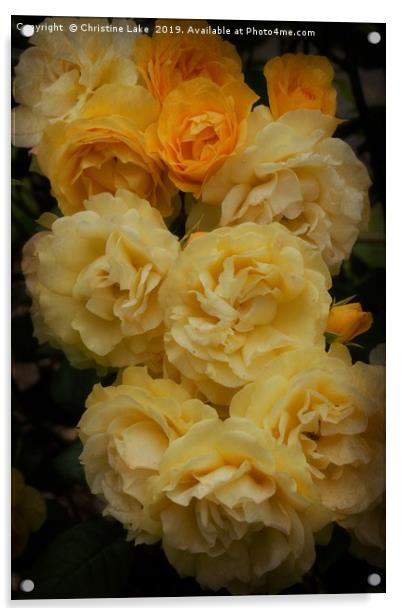 Sunshine With Roses Acrylic by Christine Lake