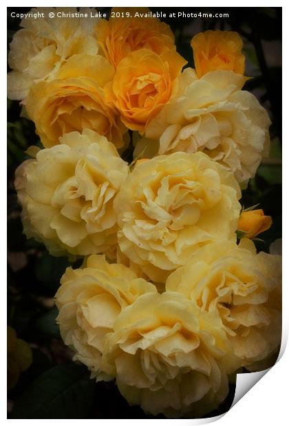 Sunshine With Roses Print by Christine Lake