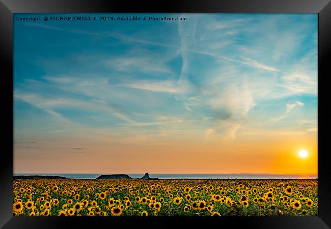 Sunflowers At Rhosilli At Sunset Framed Print by RICHARD MOULT