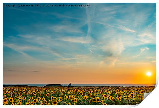 Sunflowers At Rhosilli At Sunset Print by RICHARD MOULT