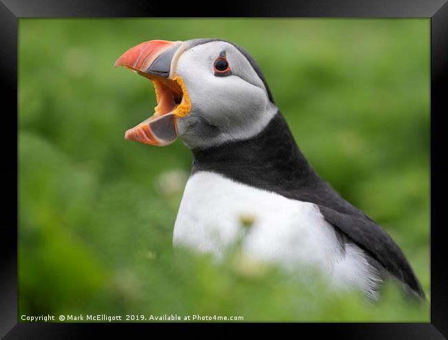 Puffin Call Of Love Framed Print by Mark McElligott