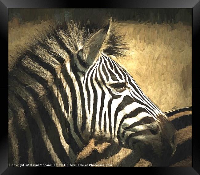 Zebra Relaxed Framed Print by David Mccandlish
