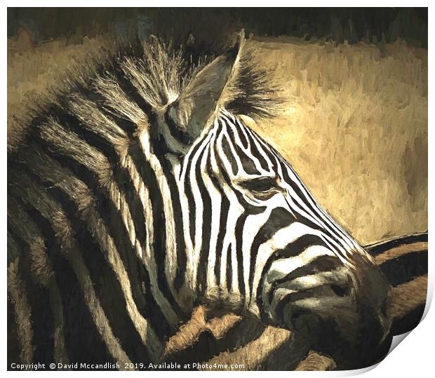 Zebra Relaxed Print by David Mccandlish