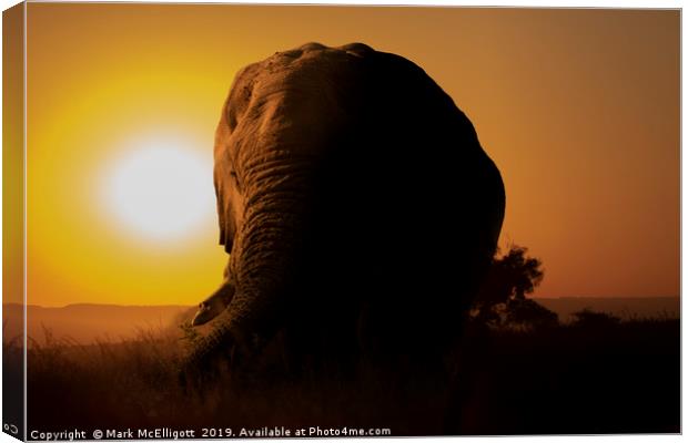 Elephant at Sunset Canvas Print by Mark McElligott