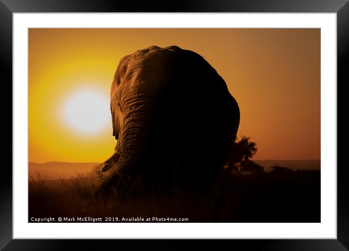 Elephant at Sunset Framed Mounted Print by Mark McElligott