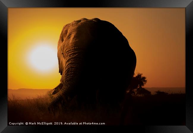 Elephant at Sunset Framed Print by Mark McElligott