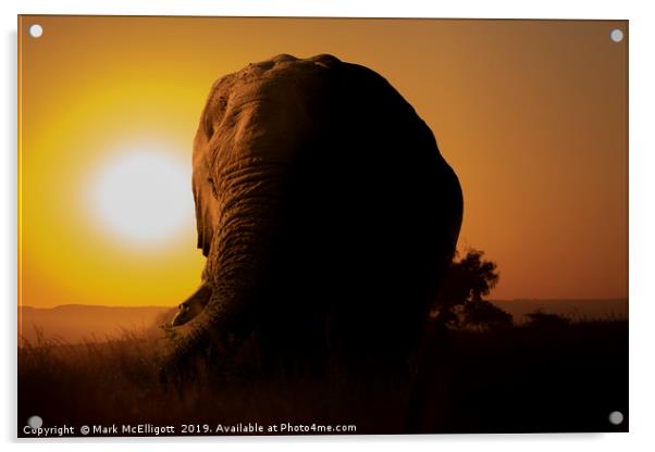 Elephant at Sunset Acrylic by Mark McElligott