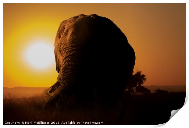 Elephant at Sunset Print by Mark McElligott
