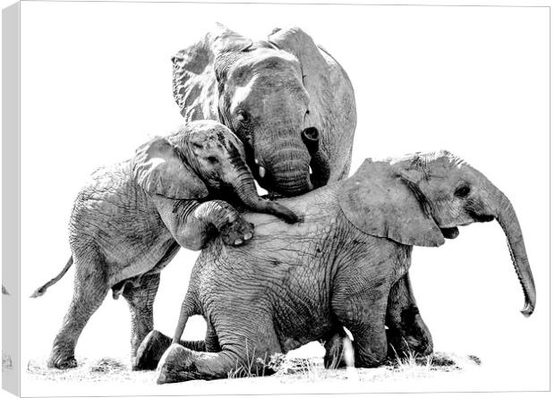 Elephant Family Photo Shoot Canvas Print by Mark McElligott