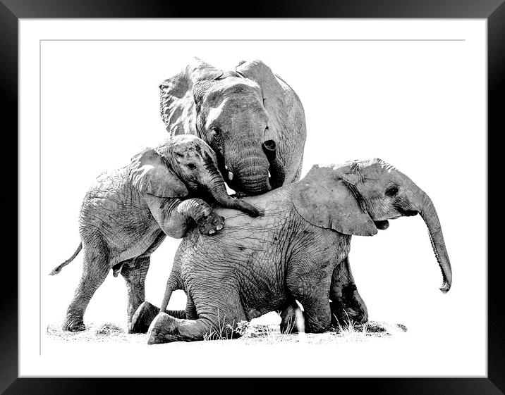 Elephant Family Photo Shoot Framed Mounted Print by Mark McElligott