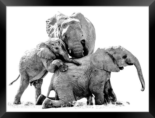 Elephant Family Photo Shoot Framed Print by Mark McElligott