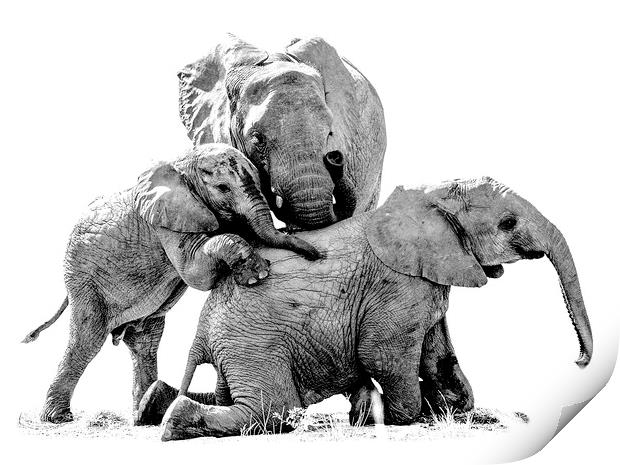Elephant Family Photo Shoot Print by Mark McElligott