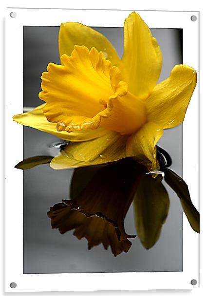 Daffodil in 3d Acrylic by Doug McRae