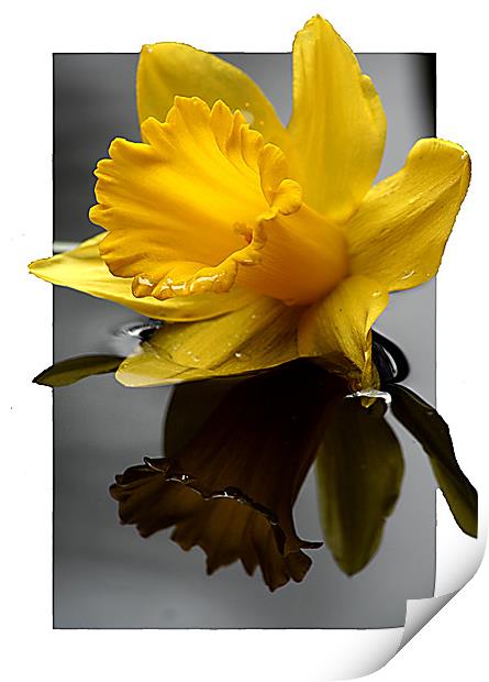 Daffodil in 3d Print by Doug McRae