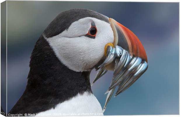 Puffin With Sand Eels Canvas Print by Mark McElligott