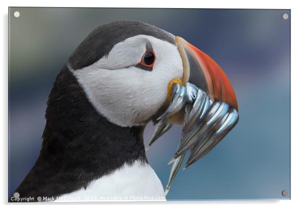 Puffin With Sand Eels Acrylic by Mark McElligott