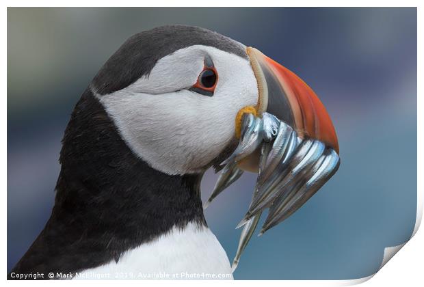 Puffin With Sand Eels Print by Mark McElligott