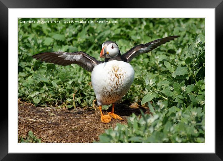 Puffin with outstretched wings. Framed Mounted Print by David Birchall