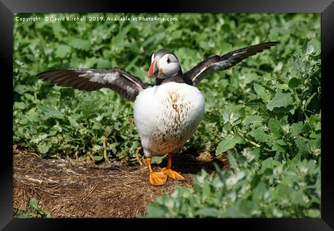 Puffin with outstretched wings. Framed Print by David Birchall