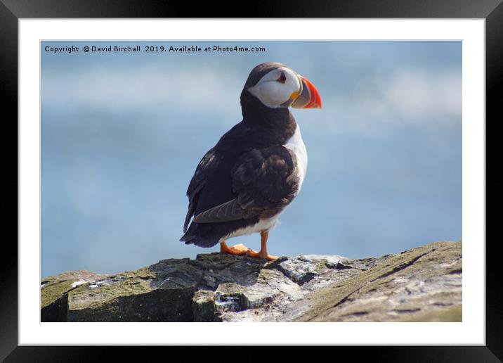 Puffin profile on coast. Framed Mounted Print by David Birchall