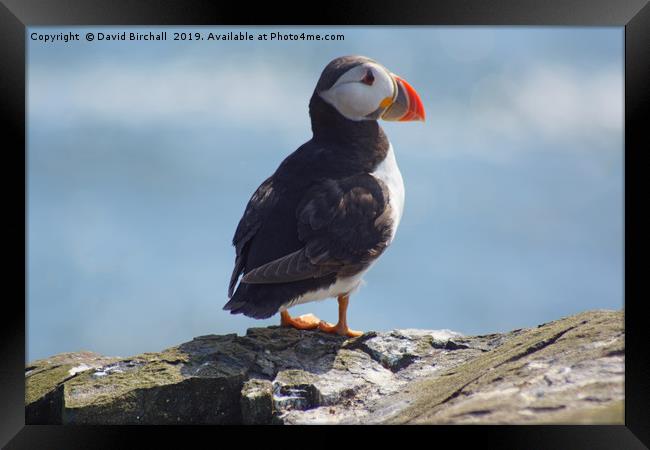 Puffin profile on coast. Framed Print by David Birchall