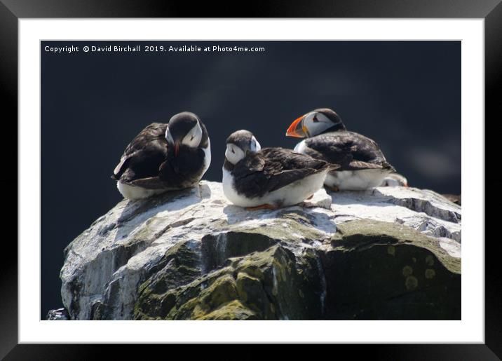 Baby puffins on cliff top. Framed Mounted Print by David Birchall