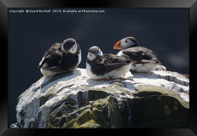 Baby puffins on cliff top. Framed Print by David Birchall