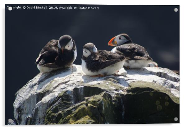 Baby puffins on cliff top. Acrylic by David Birchall