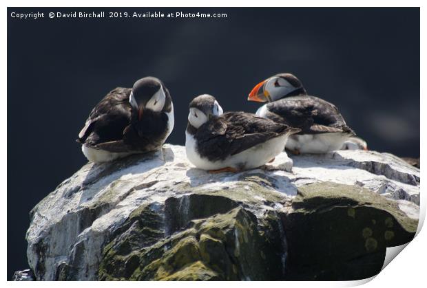 Baby puffins on cliff top. Print by David Birchall