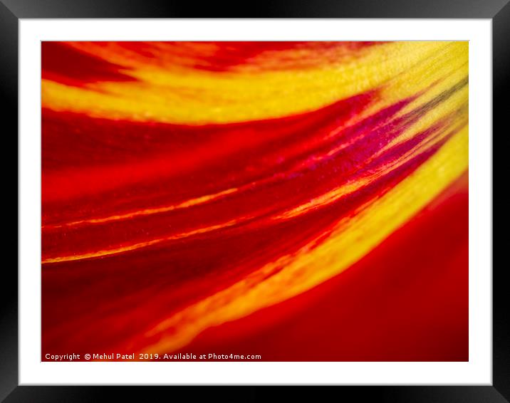 Abstract image of colourful tulip petal close up  Framed Mounted Print by Mehul Patel