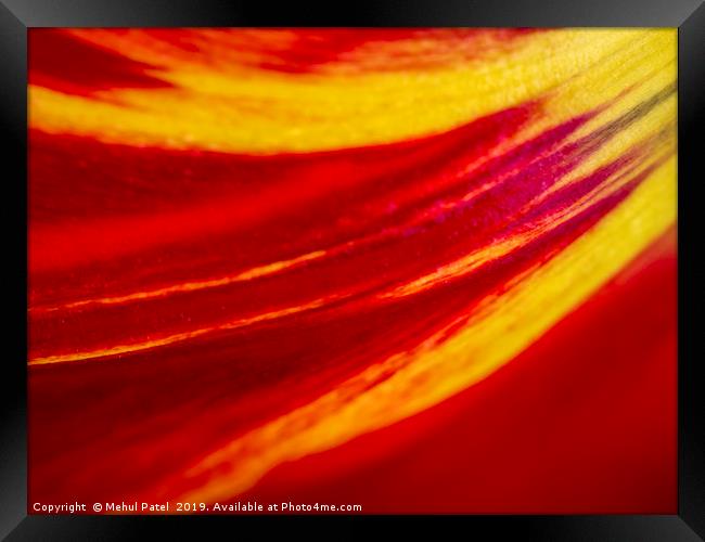 Abstract image of colourful tulip petal close up  Framed Print by Mehul Patel