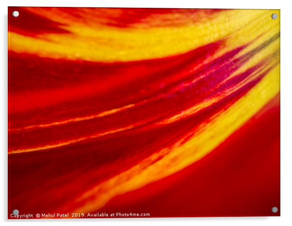 Abstract image of colourful tulip petal close up  Acrylic by Mehul Patel