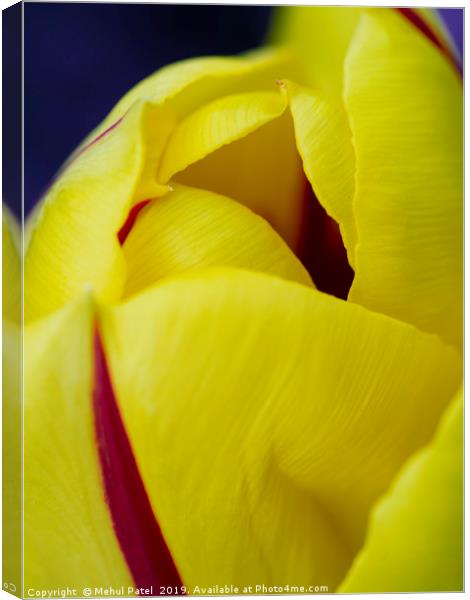 Close up of petals of yellow tulip with red stripe Canvas Print by Mehul Patel