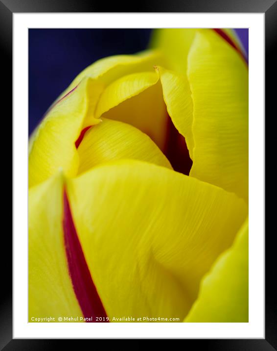 Close up of petals of yellow tulip with red stripe Framed Mounted Print by Mehul Patel