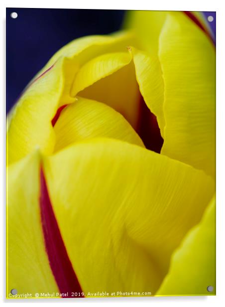 Close up of petals of yellow tulip with red stripe Acrylic by Mehul Patel