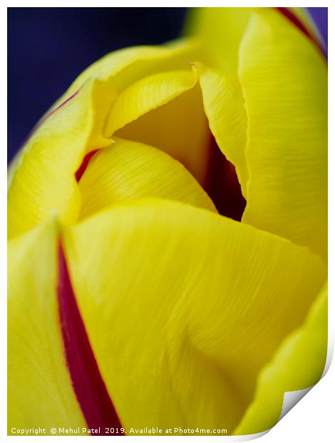 Close up of petals of yellow tulip with red stripe Print by Mehul Patel