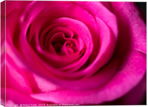 Close up of petals on pink rose  Canvas Print by Mehul Patel