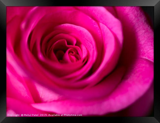 Close up of petals on pink rose  Framed Print by Mehul Patel