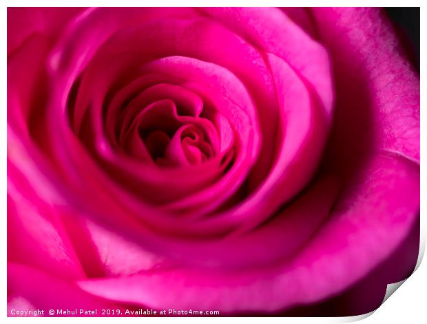 Close up of petals on pink rose  Print by Mehul Patel