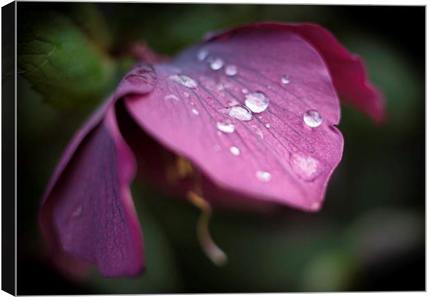  Hellebores Canvas Print by Mike Evans