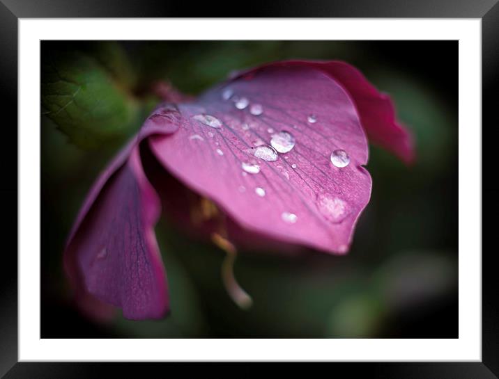  Hellebores Framed Mounted Print by Mike Evans