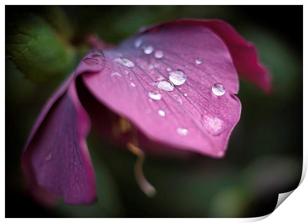  Hellebores Print by Mike Evans