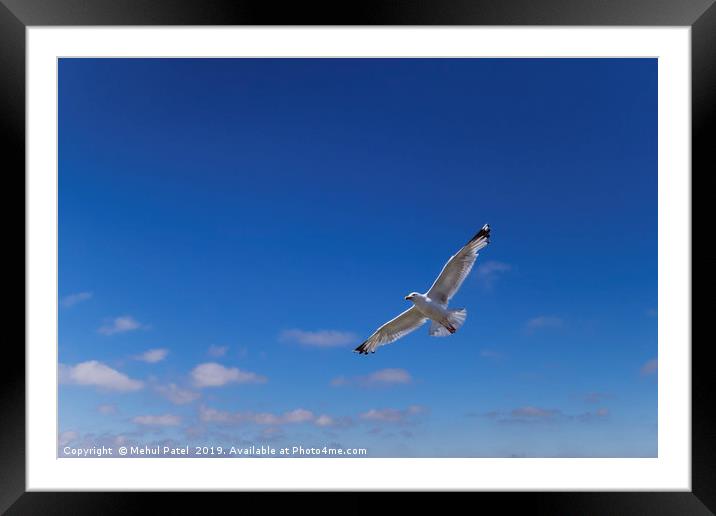 Seagull flying with wings outstretched  Framed Mounted Print by Mehul Patel