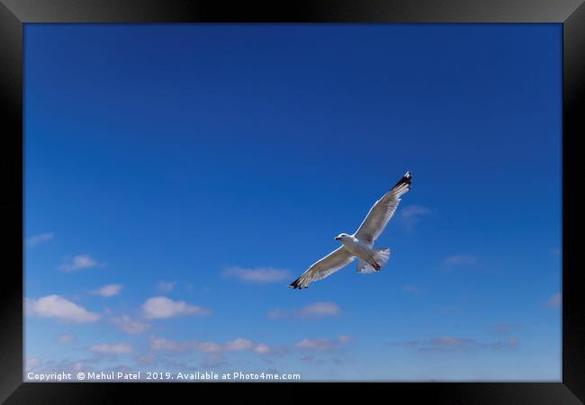 Seagull flying with wings outstretched  Framed Print by Mehul Patel