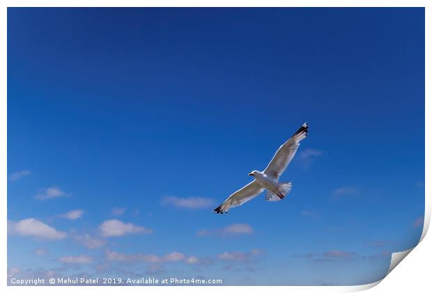 Seagull flying with wings outstretched  Print by Mehul Patel