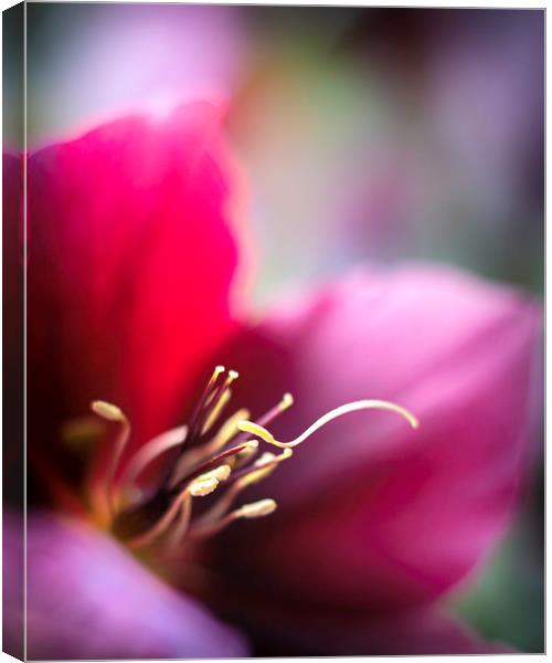 Burgundy Hellebores petal and stamen close up. Canvas Print by Mike Evans