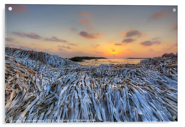 Seaweed Sunset, Paphos Cyprus Acrylic by Neil Holman